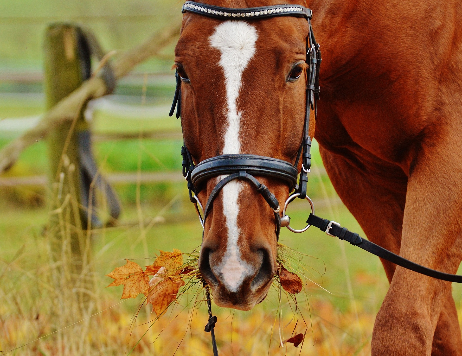Cheval alezan