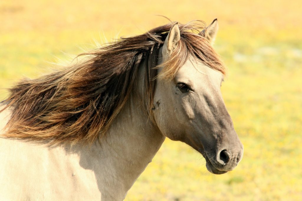 Cheval à la crinière au vent