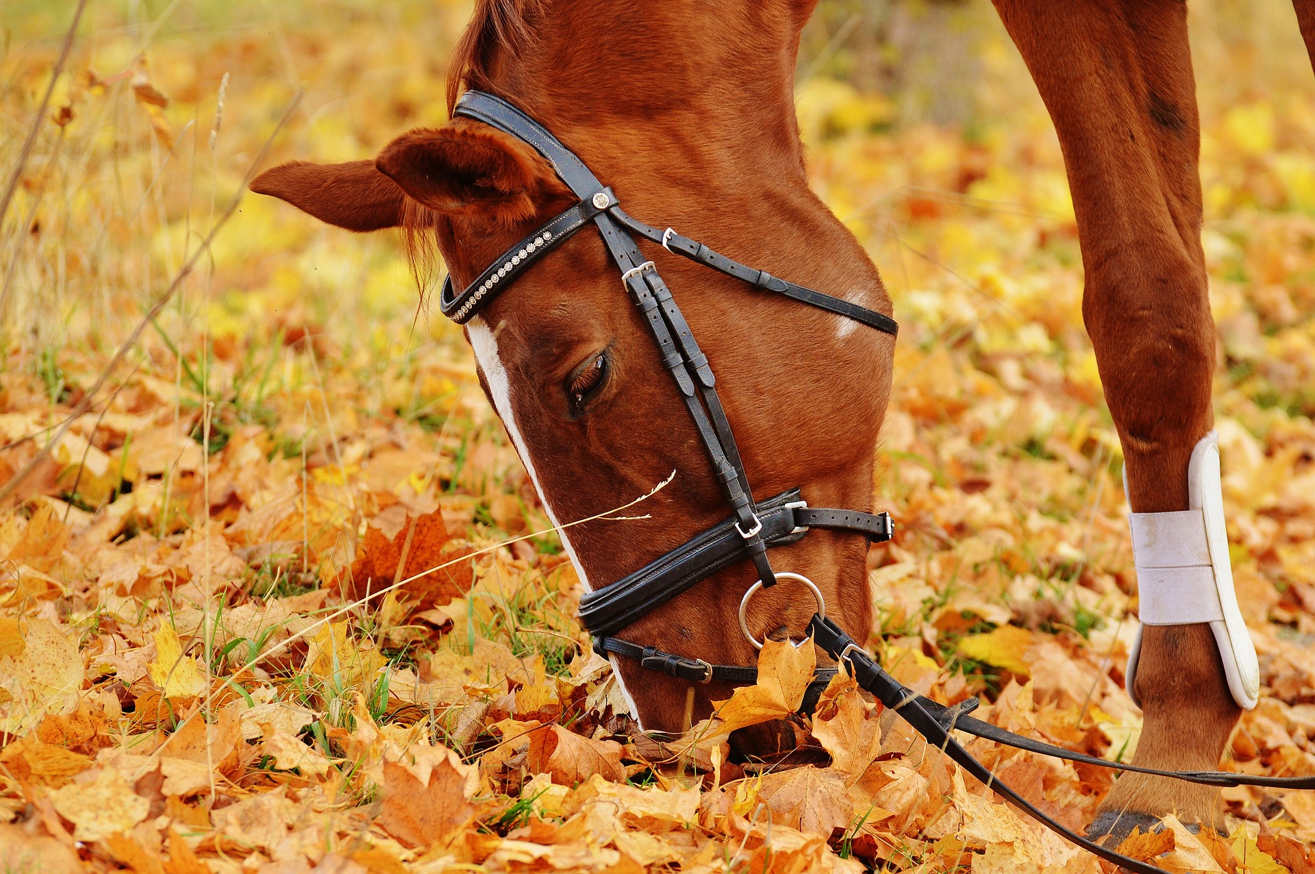 Cheval broutant dans les feuilles d'automne
