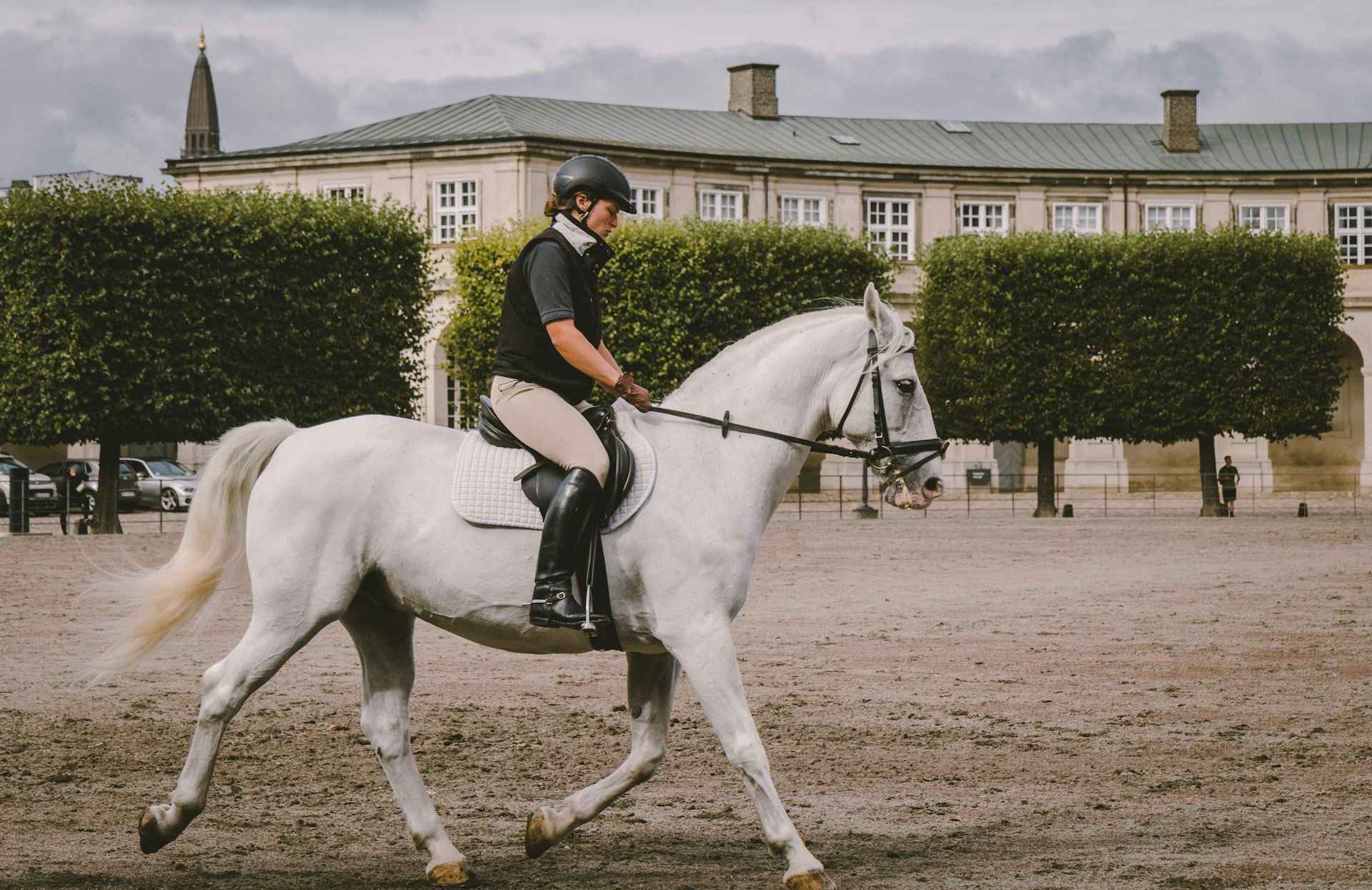 Cheval gris monté en dressage