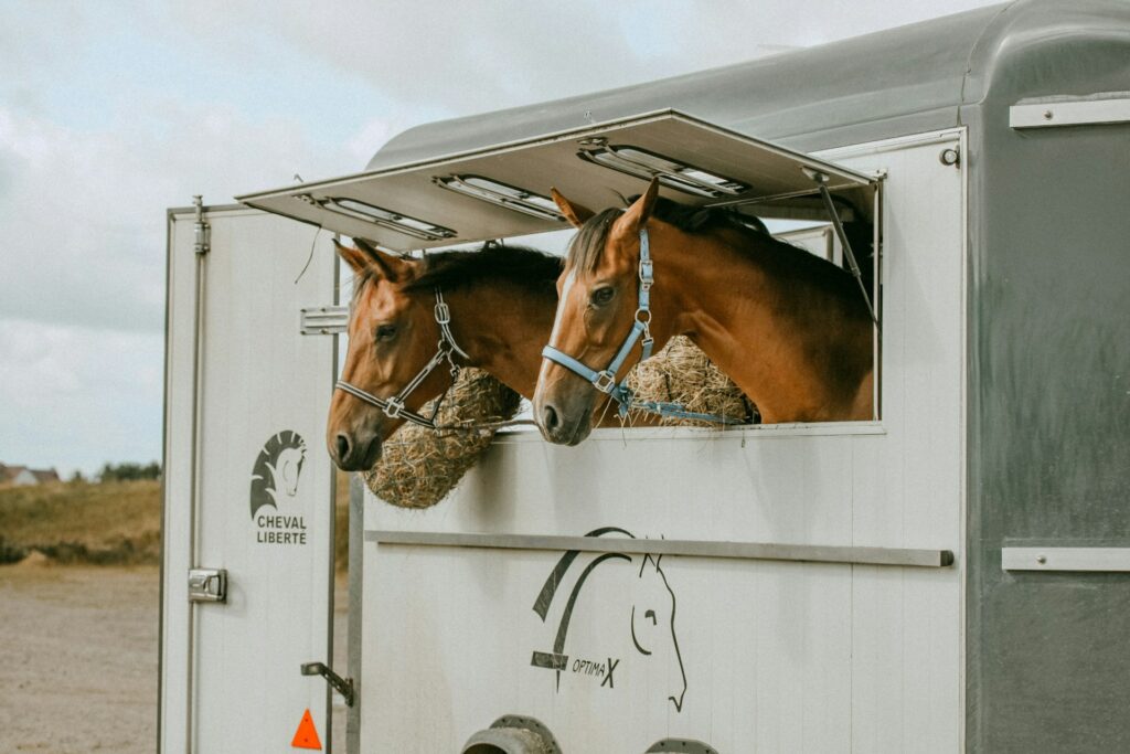 Chevaux dans un van