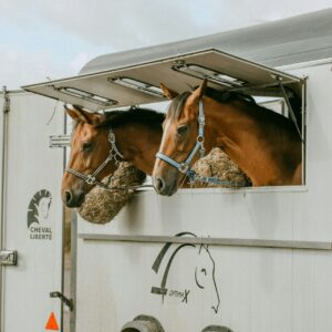 Chevaux dans un van de transport