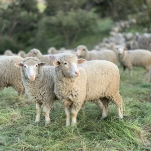 Troupeau de moutons dans un pré