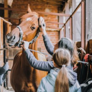 Cavalière faisant le pansage de son cheval