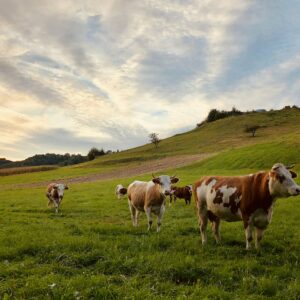 Vaches au pâturage
