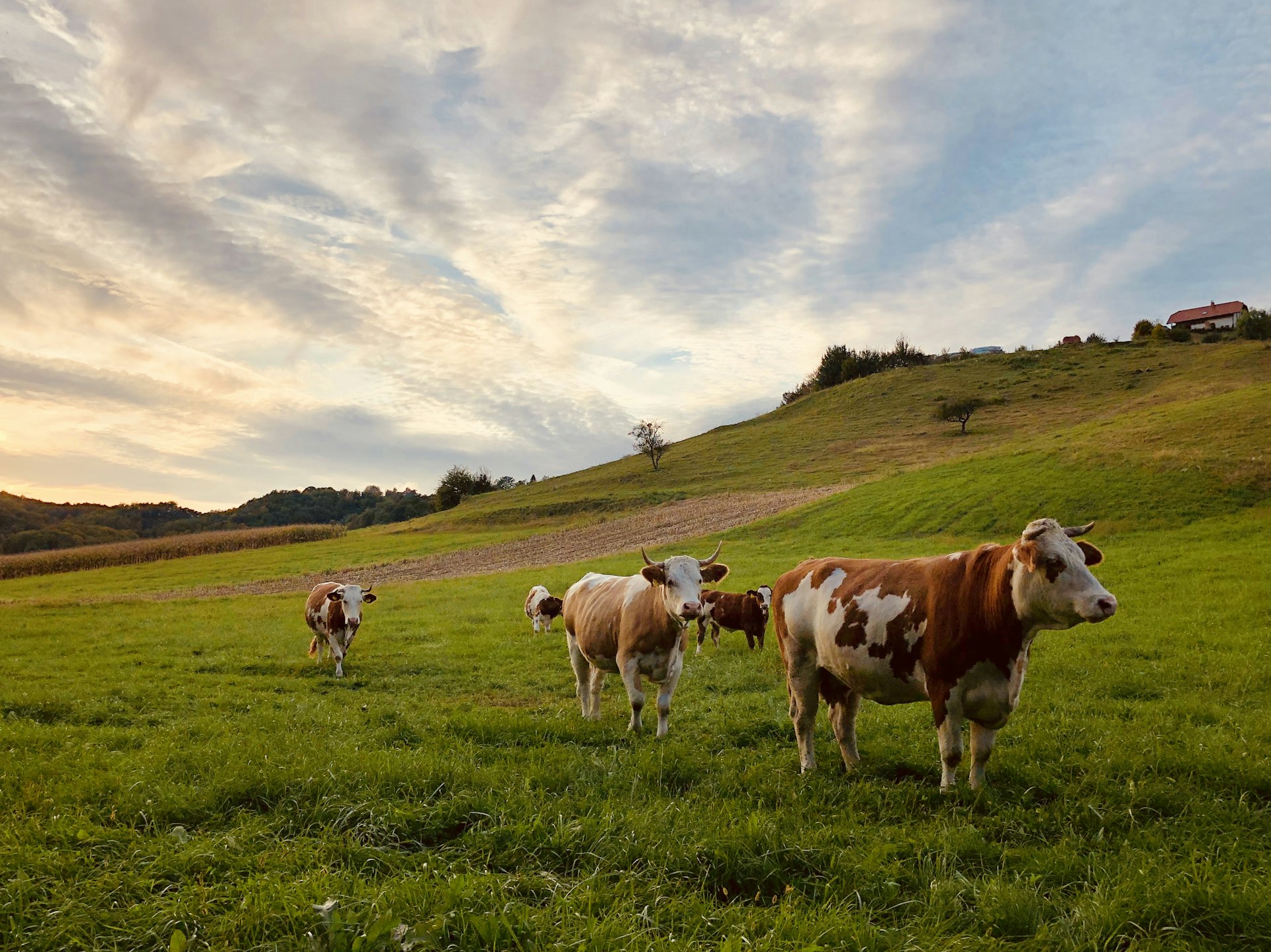Vaches au pâturage